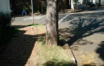 Arborização nas calçadas: escolha, plantio e manutenção
